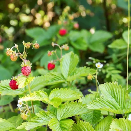 Fj1000-jaegerspris-skolevej-5 *